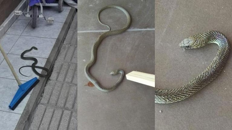 Vecinos denuncian invasión de serpientes en barrio Ampliación Matienzo