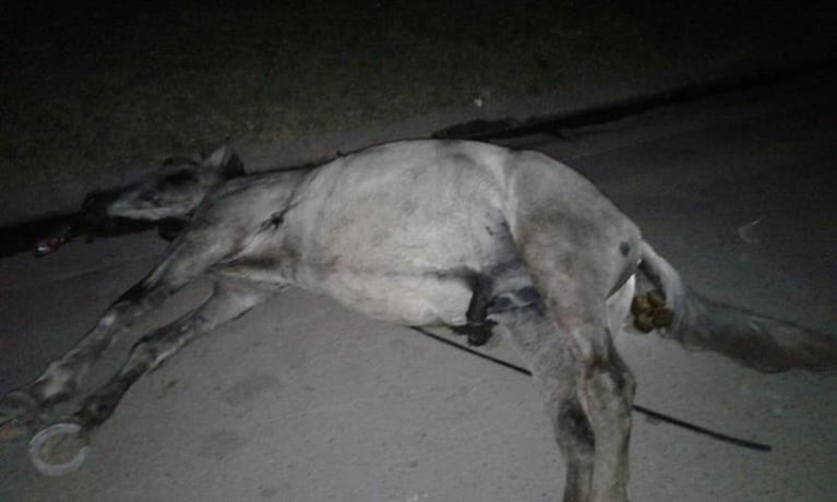 Vecinos encontraron un caballo muerto tirado en la calle