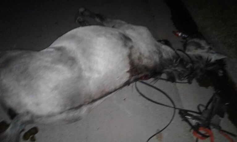 Vecinos encontraron un caballo muerto tirado en la calle