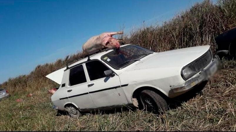 Vecinos huyeron con los animales cargados en los autos.