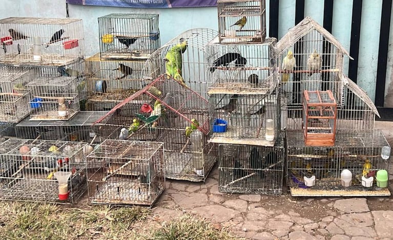 Vendían pájaros, peces y tortugas por redes sociales y los enviaban por encomienda: dos detenidos