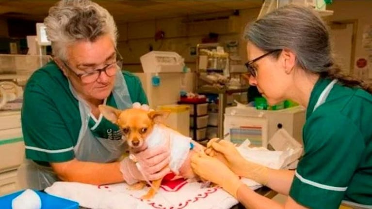 Vendió su auto para pagar la operación cardíaca de su perro chihuahua