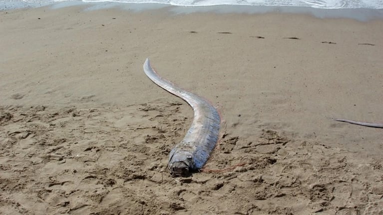 Video: apareció el “pez del fin del mundo” que según un mito predice desastres 