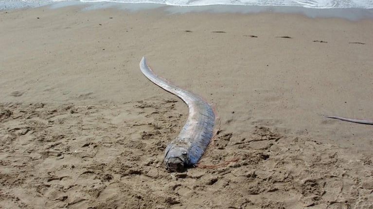 Video: apareció el “pez del fin del mundo” que según un mito predice desastres
