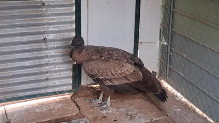 Video: el cóndor andino rescatado de una casa de Traslasierra regresó a su hábitat