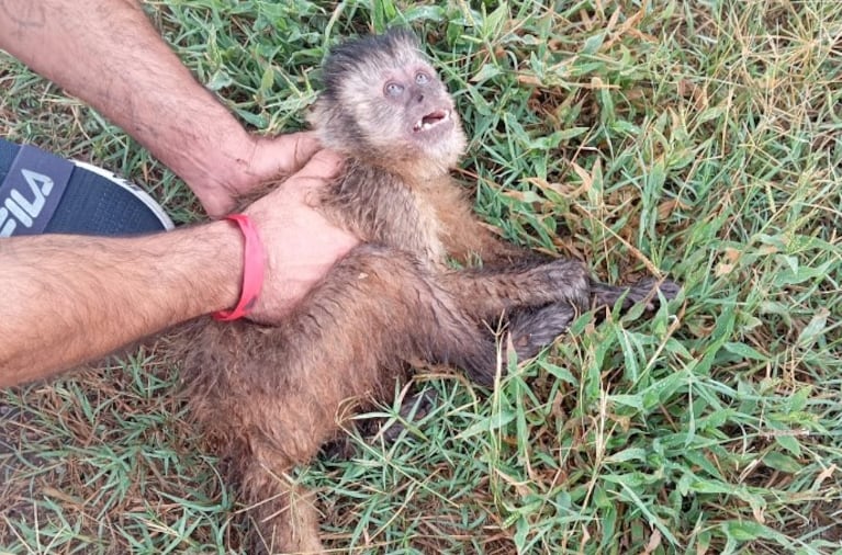 Video: en Alta Gracia un mono sufrió una descarga eléctrica y fue rescatado