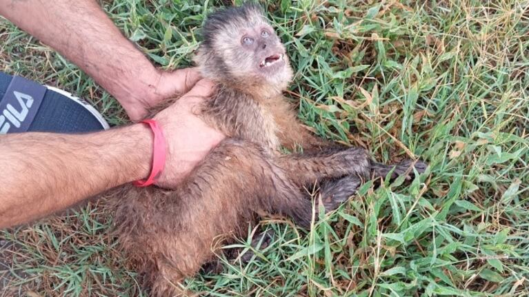 Video: en Alta Gracia un mono sufrió una descarga eléctrica y fue rescatado