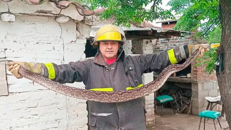 Video: encontraron una víbora de 5 kilos y dos metros en la cocina