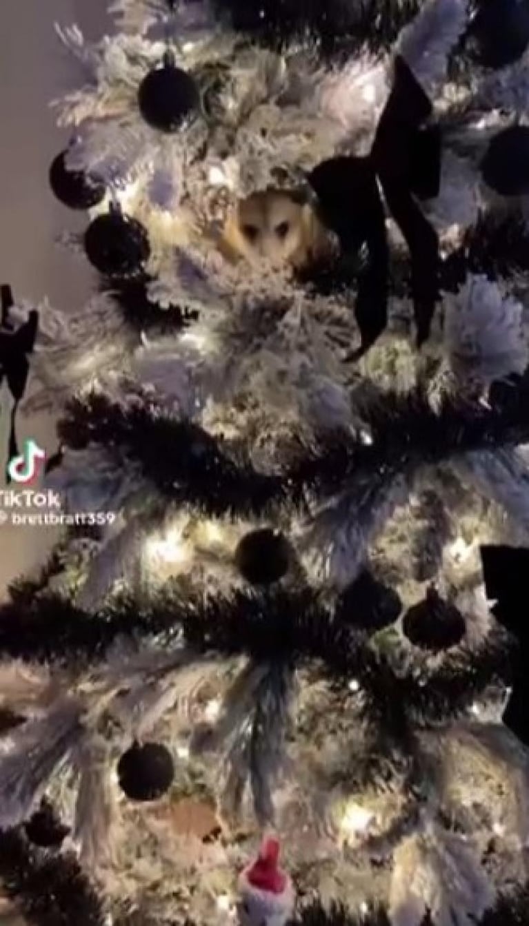 Video: escuch un ruido en su rbol de Navidad y hall un extrao animal