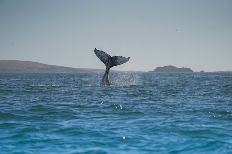 Video histórico: registraron por primera vez una ballena azul en el Parque Patagonia Azul