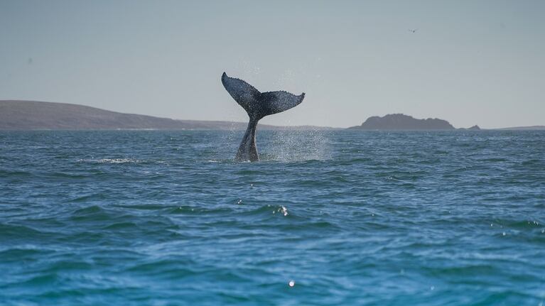 Video histórico: registraron por primera vez una ballena azul en el Parque Patagonia Azul