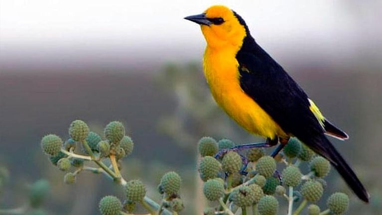Video: un extraño fenómeno dejó muerto a casi un centenar de pájaros en México