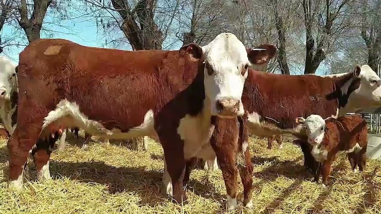 Video: una vaca se cayó de un camión, caminó más de 30 cuadras por la ciudad y fue enlazada por un policía