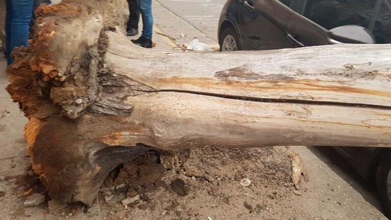 Viento y tierra en Córdoba: un árbol aplastó un auto 0km