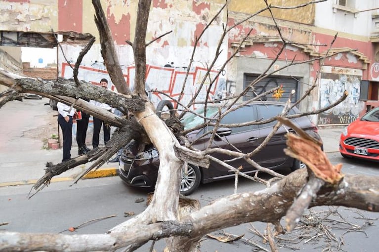 Viento y tierra en Córdoba: un árbol aplastó un auto 0km