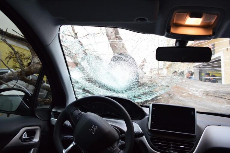 Viento y tierra en Córdoba: un árbol aplastó un auto 0km