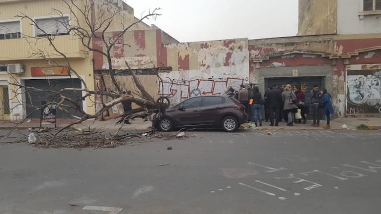 Viento y tierra en Córdoba: un árbol aplastó un auto 0km