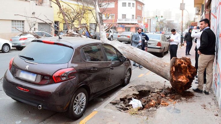 Viento y tierra en Córdoba: un árbol aplastó un auto 0km