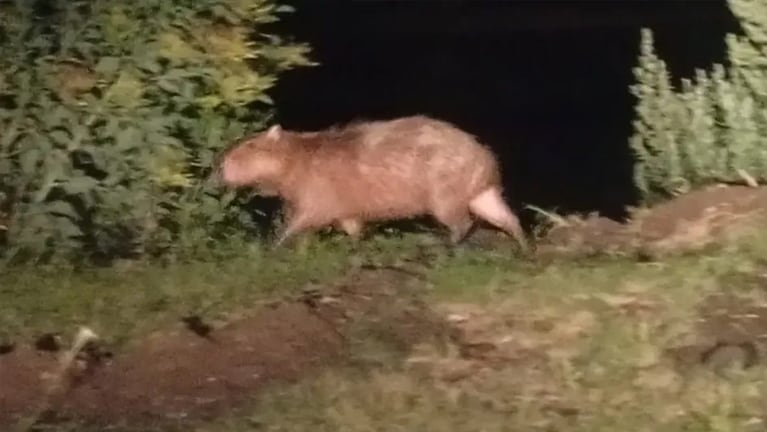 Vieron a un carpincho en la costanera de Villa Nueva.