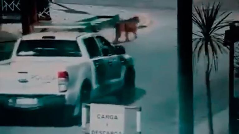 Vieron un grupo de pumas deambulando por la ciudad.