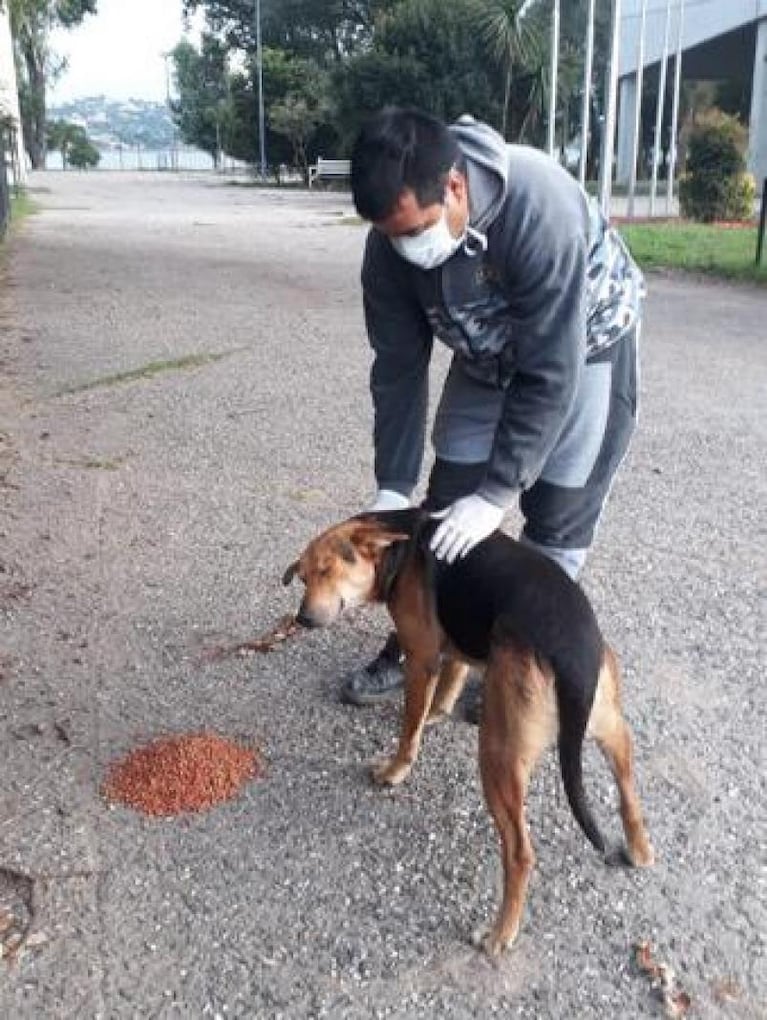 Villa Carlos Paz: la Municipalidad reparte comida a los perros callejeros de la ciudad