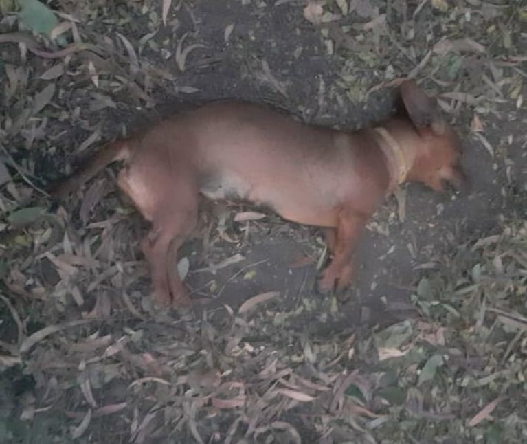 Villa Dolores: acusan a un ingeniero agrónomo de envenenar y matar perros
