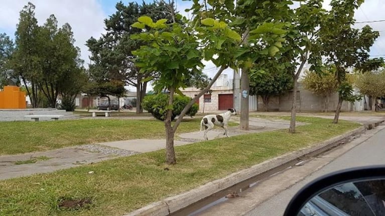 Villa María: hay más galgos abandonados en las calles