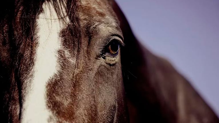 Virus que ataca a caballos: cuándo llegarían las vacunas a Córdoba