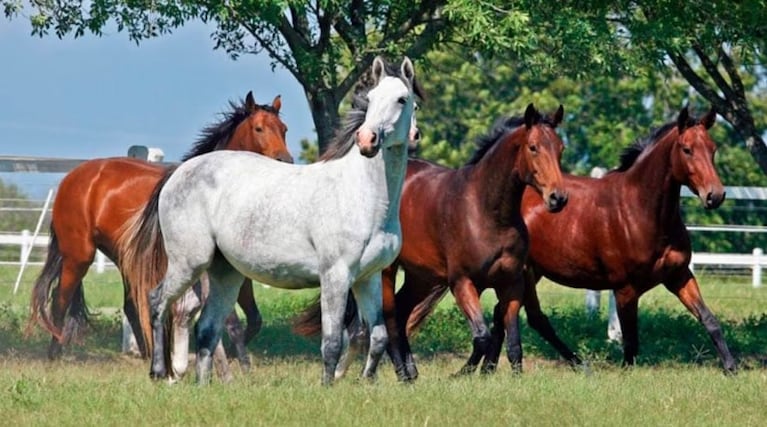 Virus que ataca a caballos: tres casos humanos en Córdoba y dos muertes bajo estudio