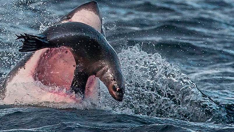 Viva por centímetros. La foca salió afuera del agua para evitar al tiburón.