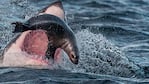 Viva por centímetros. La foca salió afuera del agua para evitar al tiburón.