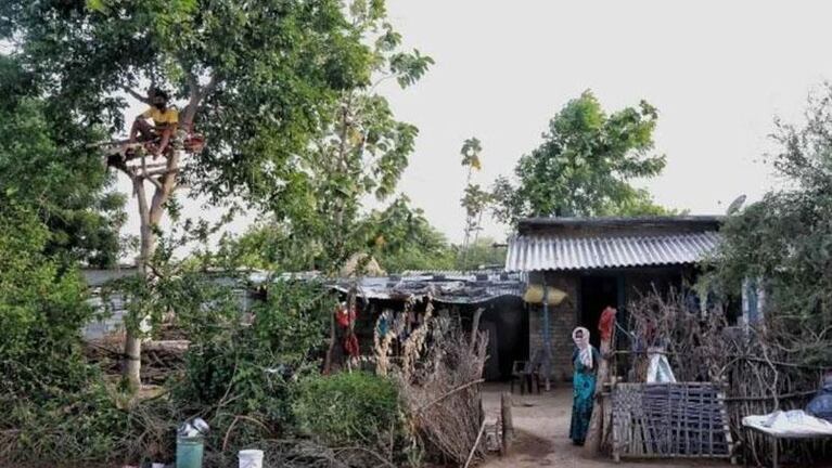 Vivió 11 días arriba de un árbol para no contagiar de coronavirus a su familia