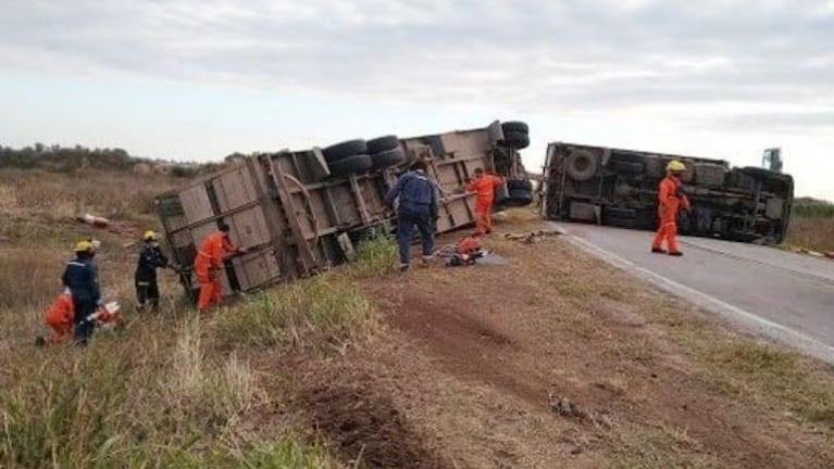 Volcó un camión con ganado y un hombre se llevó una vaca en el baúl