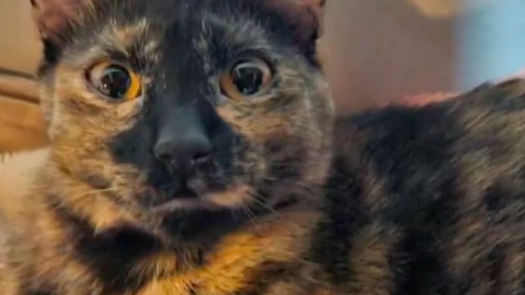 Voló de Ushuaia a Buenos Aires con su gata y se la perdieron: la insólita recompensa que le ofrecieron