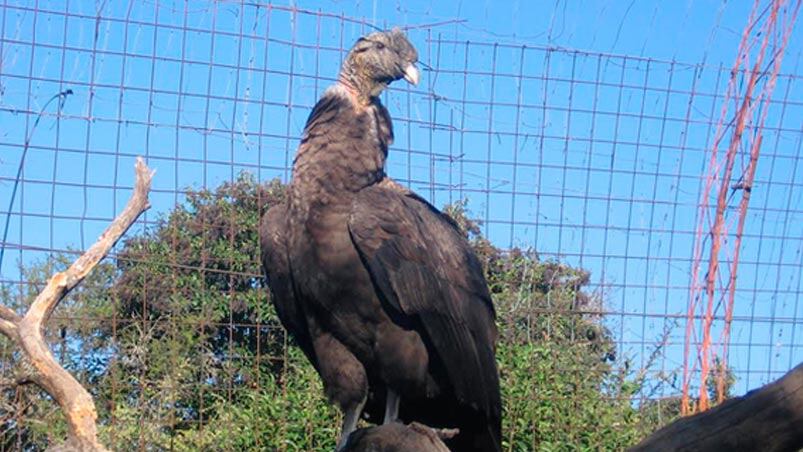 Volvió a volar: liberaron al cóndor rescatado hace un mes