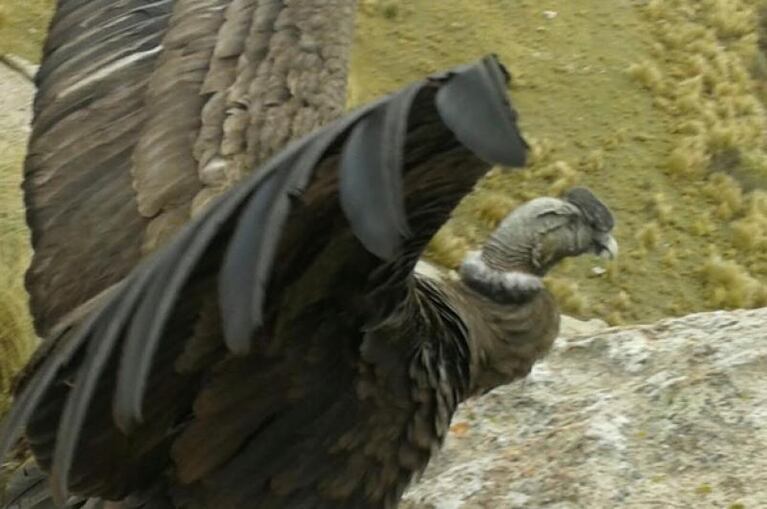 Volvió a volar: liberaron al cóndor rescatado hace un mes