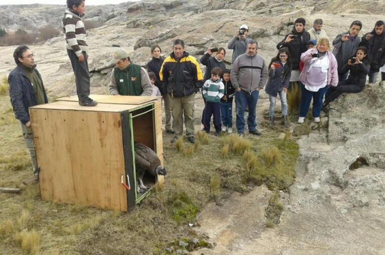 Volvió a volar: liberaron al cóndor rescatado hace un mes