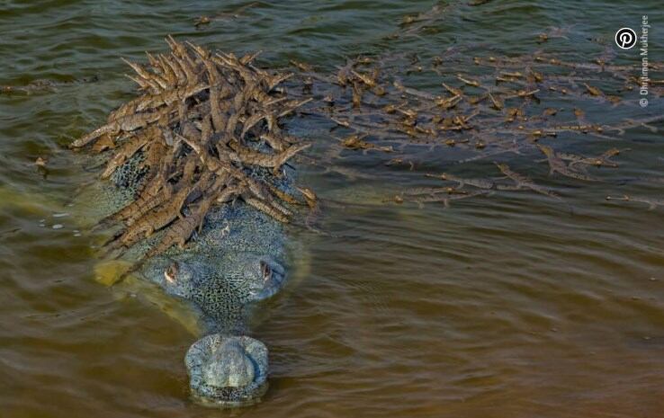 Wildlife Photographer of the Year 2020