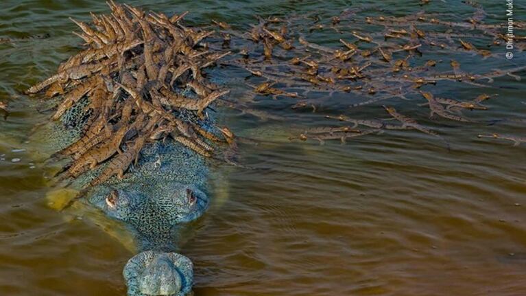 Wildlife Photographer of the Year 2020