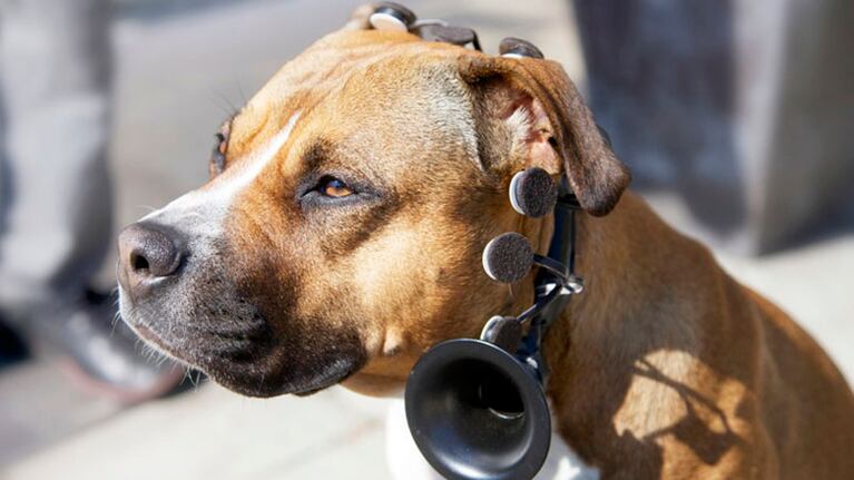 Ya no es necesario tener el don de Dr. Doolittle para escuchar a tu perro.