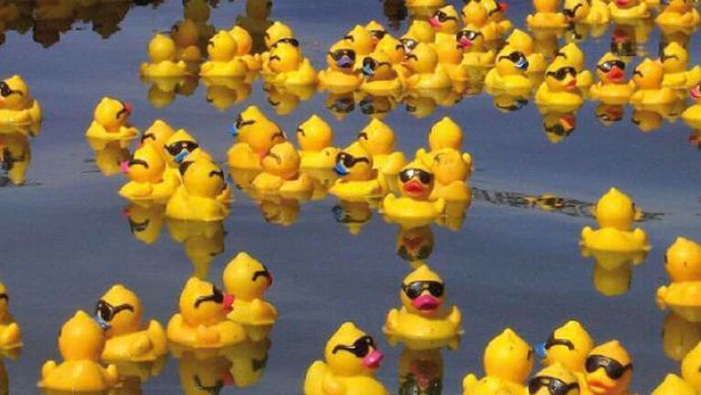 Ya se conocen los patos ganadores.