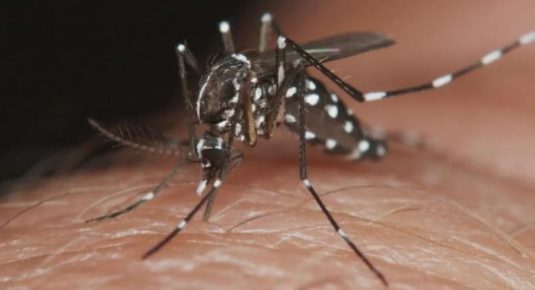 Ya son 32 muertes por dengue en Argentina y es récord histórico