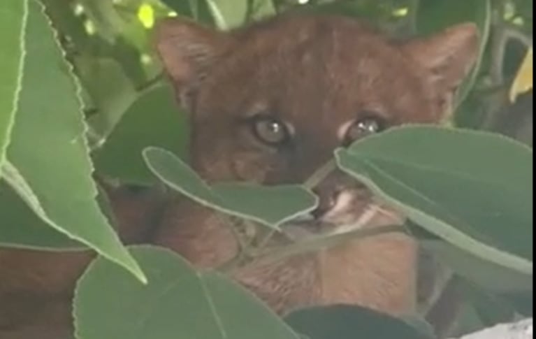 Yagurundí que apareció en Salsipuedes. (Imagen: captura de pantalla del video de Gastón Gelsi).