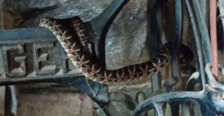 Yarará en una máquina de coser en EL Manzano. (Imagen: captura).