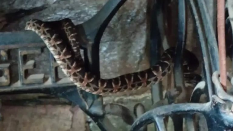 Yarará en una máquina de coser en EL Manzano. (Imagen: captura).