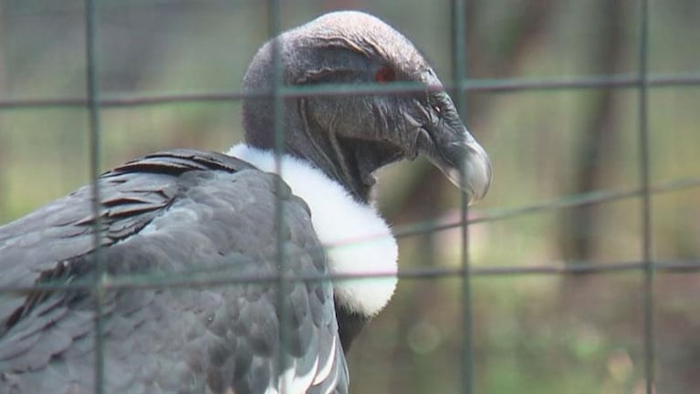 Yastay, el primer cóndor nacido en cautiverio en Córdoba