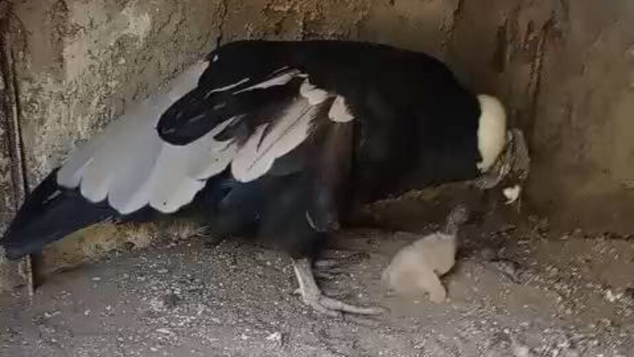 Yuspe nació el pasado 2 de septiembre en la reserva cordobesa.