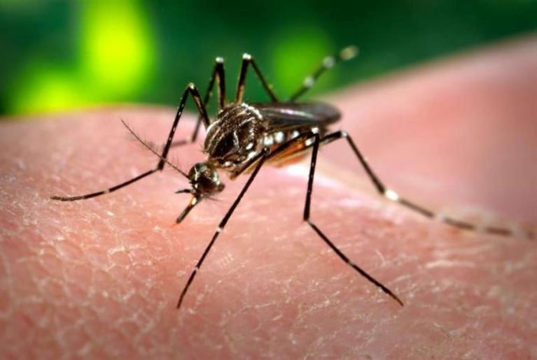 Zika: nació en España el primer bebé con microcefalia