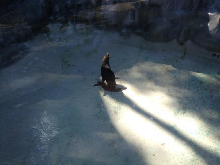 Zoo Córdoba: ¿Los lobos marinos sin agua?