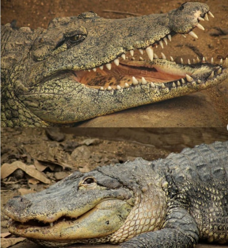 Zoológico de cocodrilos. Imagen: El Mundo.